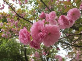 樱花盛开春满园